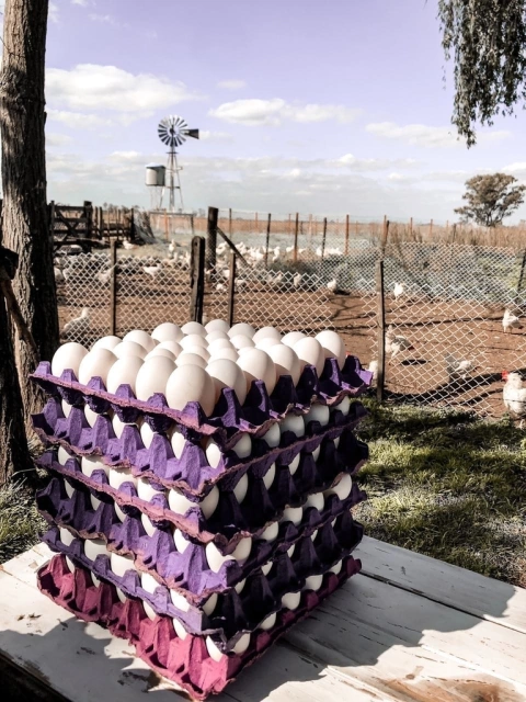 PACK FAMILIAR - 6 MAPLES BLANCOS (GRANDES)