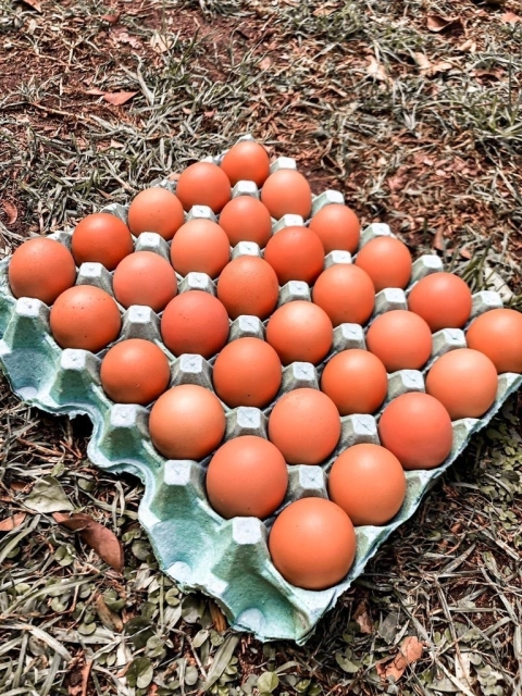 PACK FAMILIAR - 6 MAPLES COLORADOS