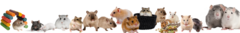 Banner da categoria HAMSTERS E RATOS