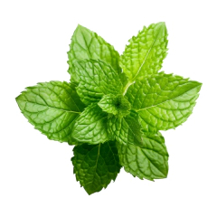 Roetiscos - Petiscos desidratados na internet