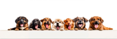 Banner de la categoría PERROS