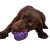 Soft Juguete Glotoni para Perros en internet