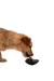 Licki Muv Porta Alimento Juguete para Perros - tienda online