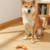 Boomerang saborizado naranja Bacon Carnivore - MPets en internet