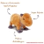 PELÚCIA CAPIVARA FOFA PEQUENA OU GRANDE 100% POLIÉSTER CORTEX BRINQUEDO CAPYBARA FILÓ MENINA MENINO - comprar online
