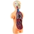 JOGO LAB CORPO HUMANO ESTRELA BRINQUEDO EDUCATIVO ORGÃO ESQUELETO OSSOS LABORATÓRIO ANATOMIA CRIANÇA - Canal 40 - Loja de Brinquedos | CardGame | Action Figures