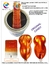 pintura candy naranja