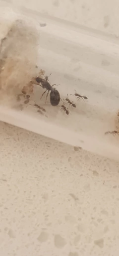 Colonia Solenopsis SP - tienda online