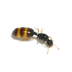 Reina Solenopsis posible complejo Fugax
