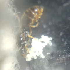 Imagen de Reina Solenopsis posible complejo Fugax