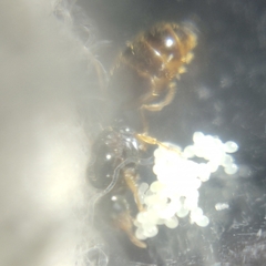 Reina Solenopsis posible complejo Fugax