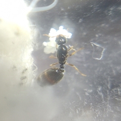 Reina Solenopsis posible complejo Fugax - comprar online