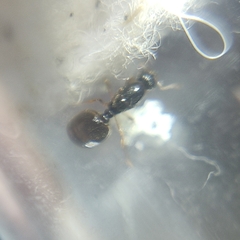 Reina Solenopsis posible complejo Fugax - Mirmecologia Argentina