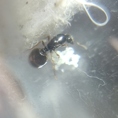 Reina Solenopsis posible complejo Fugax - tienda online