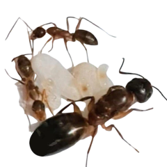 Reina Camponotus Sp