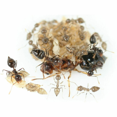 Colonia Crematogaster - Mirmecologia Argentina