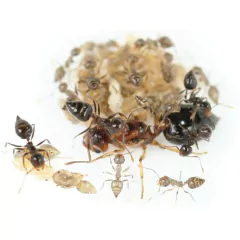Colonia Crematogaster Sp - Mirmecologia Argentina