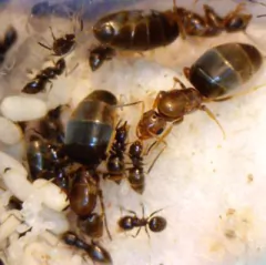 Colonia Brachymyrmex en internet