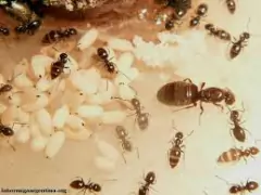 Colonia Brachymyrmex - Mirmecologia Argentina