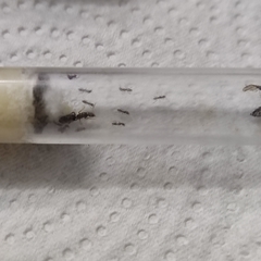 Colonia Dorymyrmex en internet