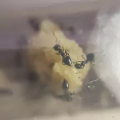 Colonia Crematogaster Sp - Mirmecologia Argentina