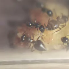 Colonia Crematogaster Sp en internet
