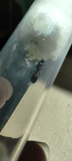 Reina Solenopsis on internet