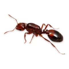 Reina Solenopsis