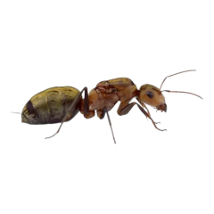 Camponotus Rosariensis