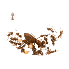 Colonia Brachymyrmex