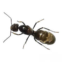 Reina Dorymyrmex