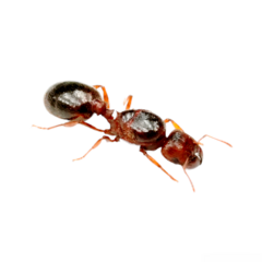 Reina Pheidole Bergi - comprar online
