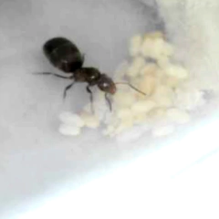 Colonia Brachymyrmex - (copia) - Mirmecologia Argentina