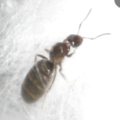 Reina Brachymyrmex Sp en internet