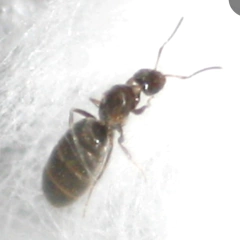 Colonia Brachymyrmex - (copia) on internet