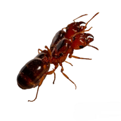 Reina Pheidole Bergi en internet