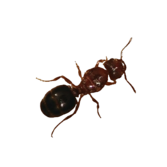 Reina Pheidole Bergi