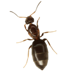 Reina Brachymyrmex Sp