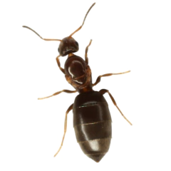 Colonia Brachymyrmex - (copia)