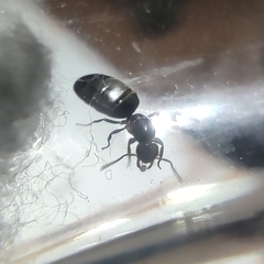 Reina Brachymyrmex Sp - tienda online