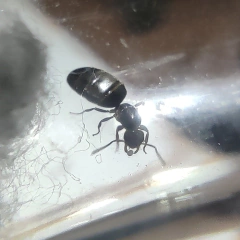 Colonia Brachymyrmex - (copia) - online store