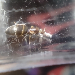 Reina Brachymyrmex Sp - comprar online