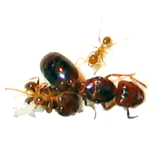 Colonia Pheidole Bergi