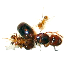 Colonia Grande Pheidole Bergi
