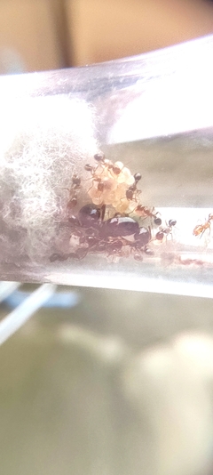Colonia Solenopsis sp - comprar online