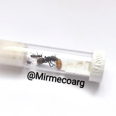 Camponotus Rosariensis on internet