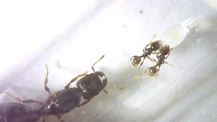 Reina Pheidole Aberrans - comprar online