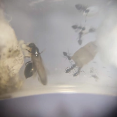 Colonia Crematogaster Sp