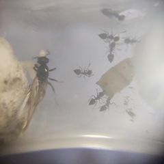 Image of Colonia Crematogaster