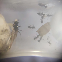 Imagen de Colonia Crematogaster Sp